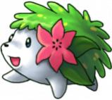 th shaymin 2